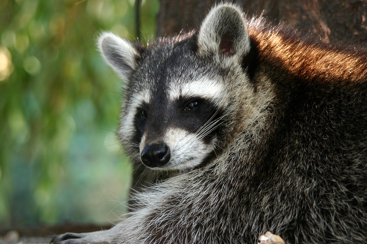 Coon Hunt Michigan Country Lines Magazine Coon Hunt Michigan Country Lines Magazine