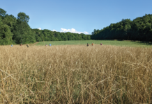 A Story 100 Years In The Making