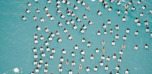 Redhead Ducks Flock to the Straits of Mackinac