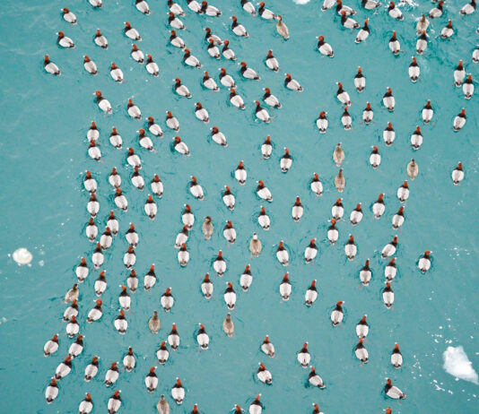Redhead Ducks Flock to the Straits of Mackinac