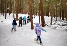 Hartwick Pines State Park: Evading the Axe