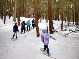 Hartwick Pines State Park: Evading the Axe