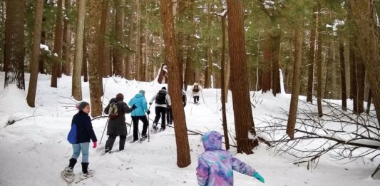 Hartwick Pines State Park: Evading the Axe