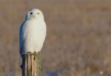 Snowy Owls Return to Michigan
