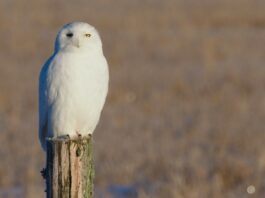 Snowy Owls Return to Michigan
