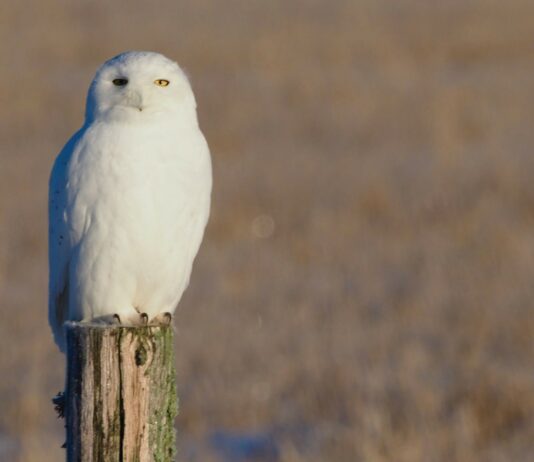 Snowy Owls Return to Michigan