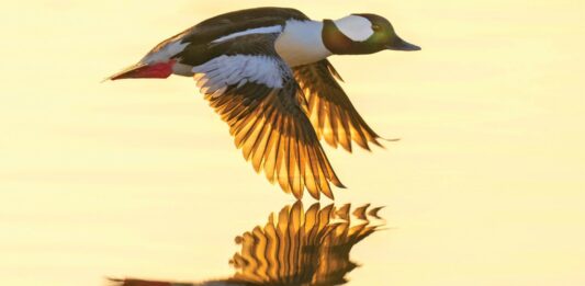 Soaring Success