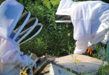 Bee-hind the Scenes at Hilbert’s Honey Co.