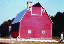 Farmyard Memories: The Chickens That Followed My Father