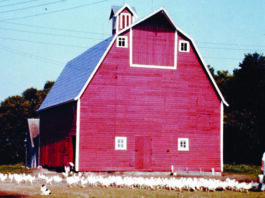 Farmyard Memories: The Chickens That Followed My Father
