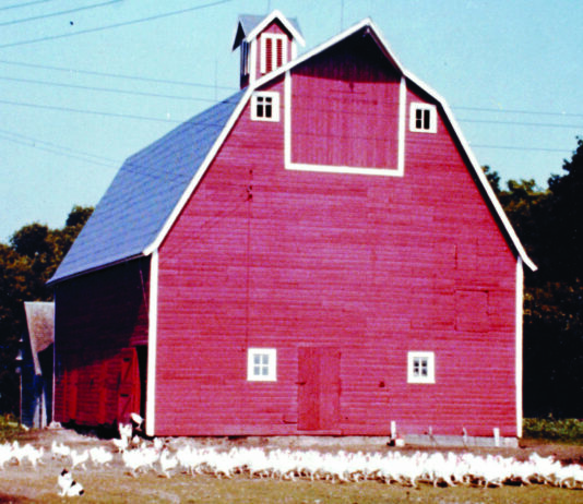 Farmyard Memories: The Chickens That Followed My Father