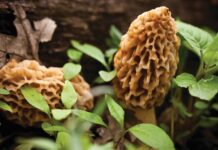 Celebrating the Magical Northern Michigan Morel Season