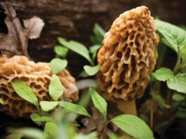 Celebrating the Magical Northern Michigan Morel Season