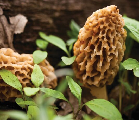 Celebrating the Magical Northern Michigan Morel Season