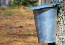 Tapping into the Sweet Tradition of Michigan’s Maple Syrup Season