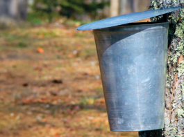 Tapping into the Sweet Tradition of Michigan’s Maple Syrup Season