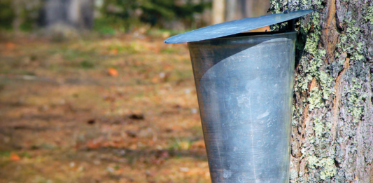 Tapping into the Sweet Tradition of Michigan’s Maple Syrup Season