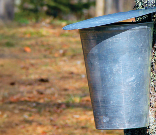 Tapping into the Sweet Tradition of Michigan’s Maple Syrup Season