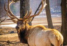Conserving Gaylord’s Elk Population