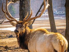 Conserving Gaylord’s Elk Population