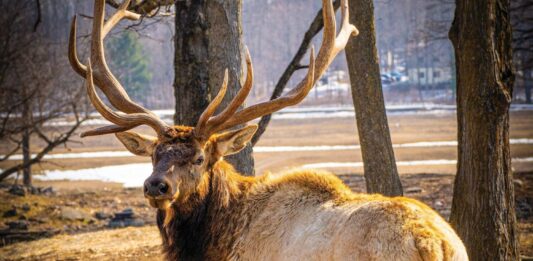 Conserving Gaylord’s Elk Population