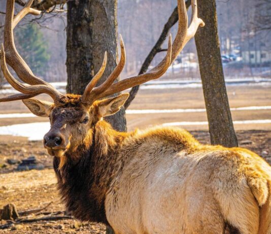 Conserving Gaylord’s Elk Population
